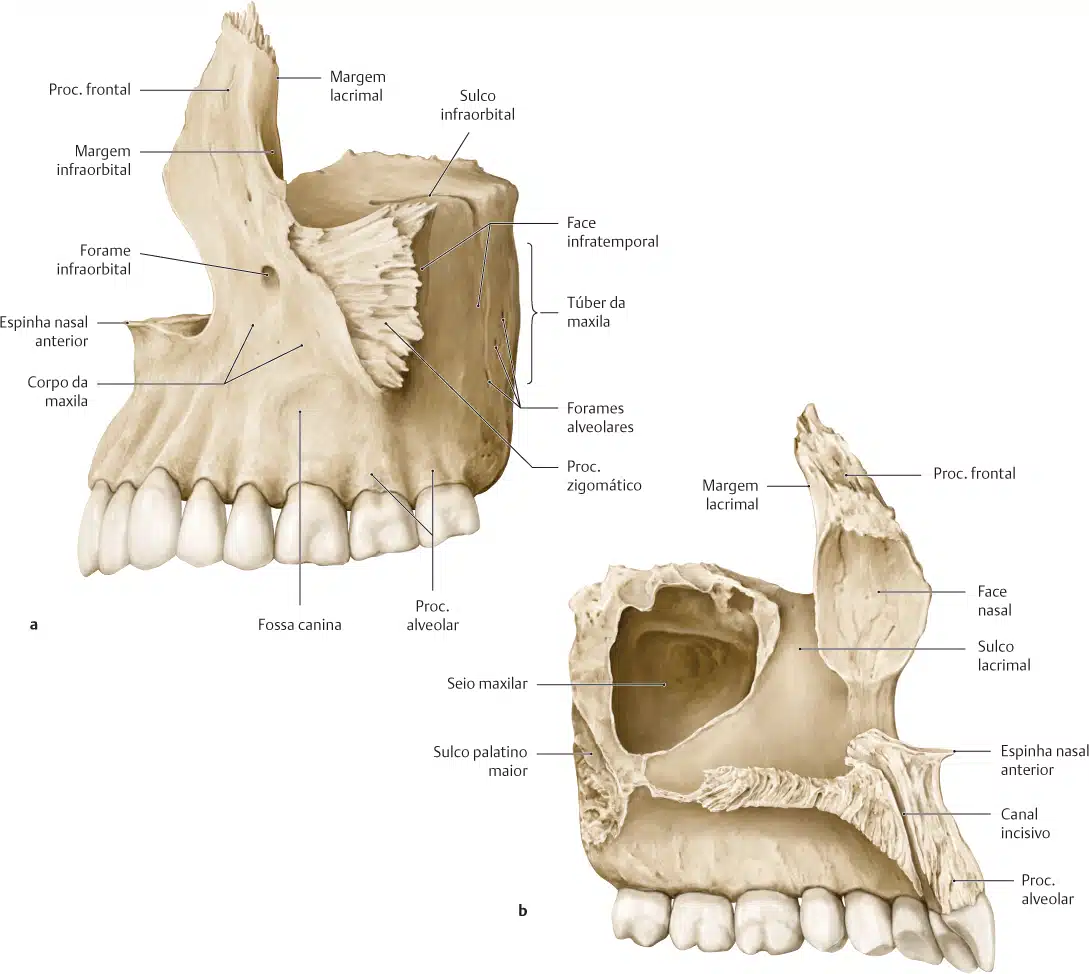 Osso mandíbula (aspecto dorsal).