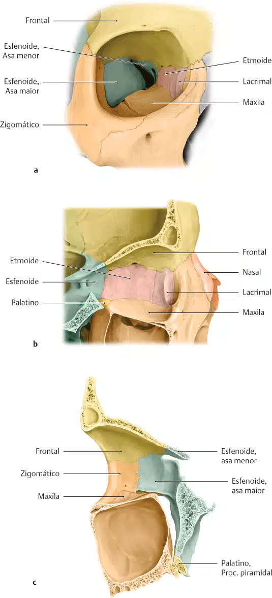 viscerocranio-zigomatico-maxila-mandibula-palatino-nasal-vômer