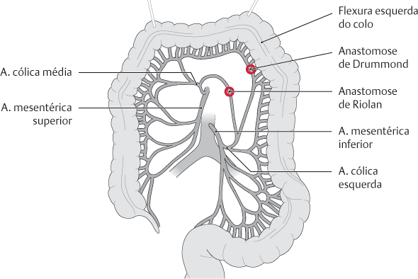 Arterias Lombares As Art rias Anatomia Online