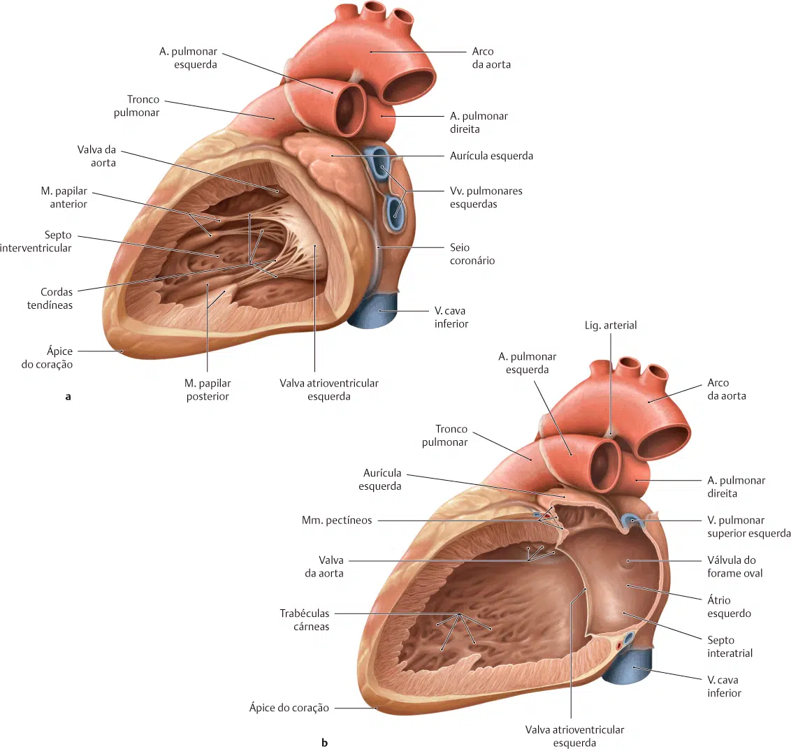 Cora O C Maras Card Acas Anatomia Papel E Caneta