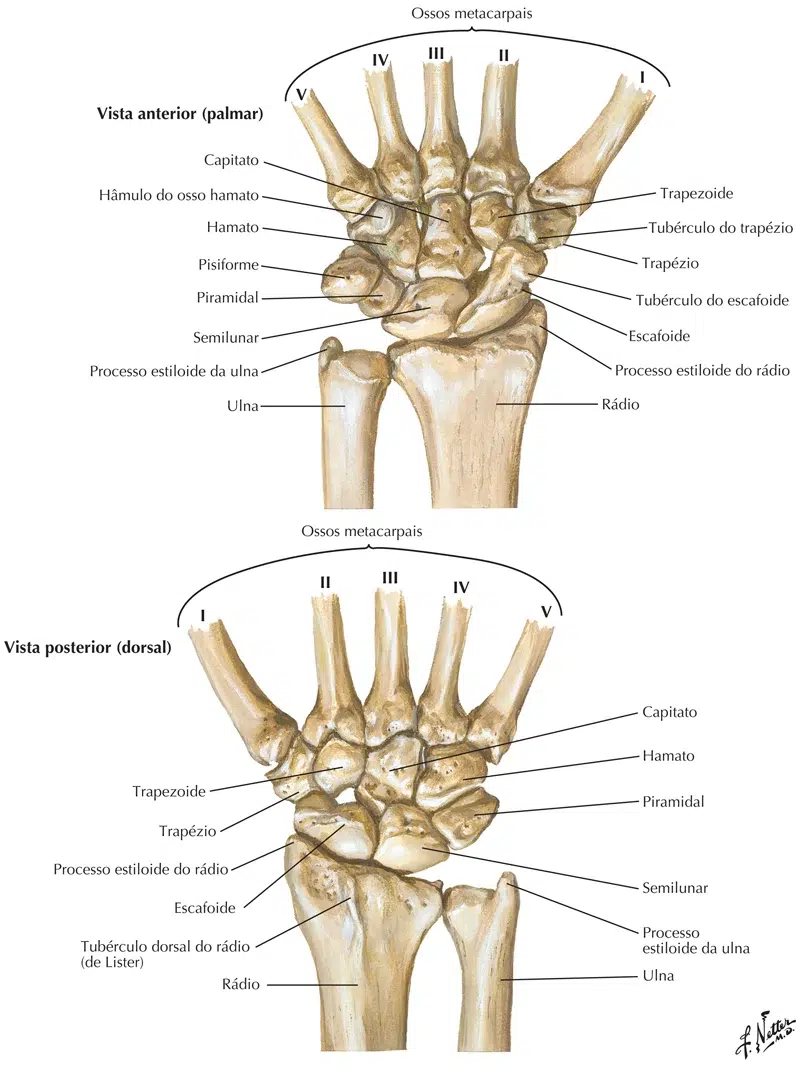 Ossos Da M o E Punho Carpos Metacarpos E Falanges Anatomia Papel E 
