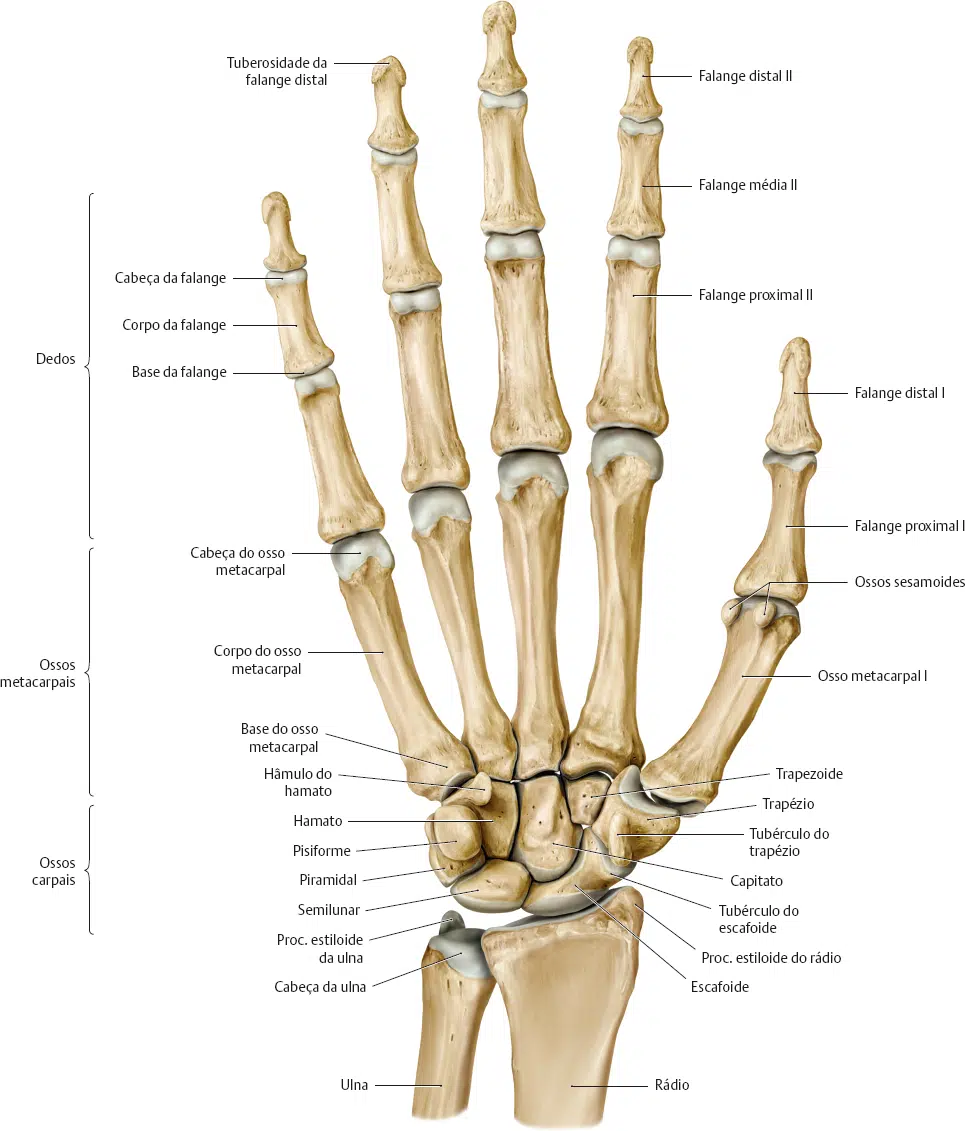 Ossos Da M o E Punho Carpos Metacarpos E Falanges Anatomia Papel E 