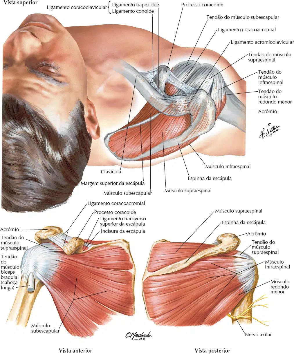 Anatomia Muscular Do Ombro Frontal Anatomia Muscular Do Ombro Frontal