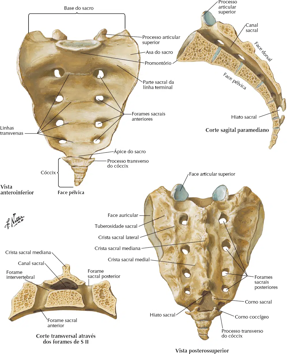 Anatomia Do Sacro Lateral Sacral Bone Anatomy Anatomia Do Sacro Lateral Sacral Bone Anatomy