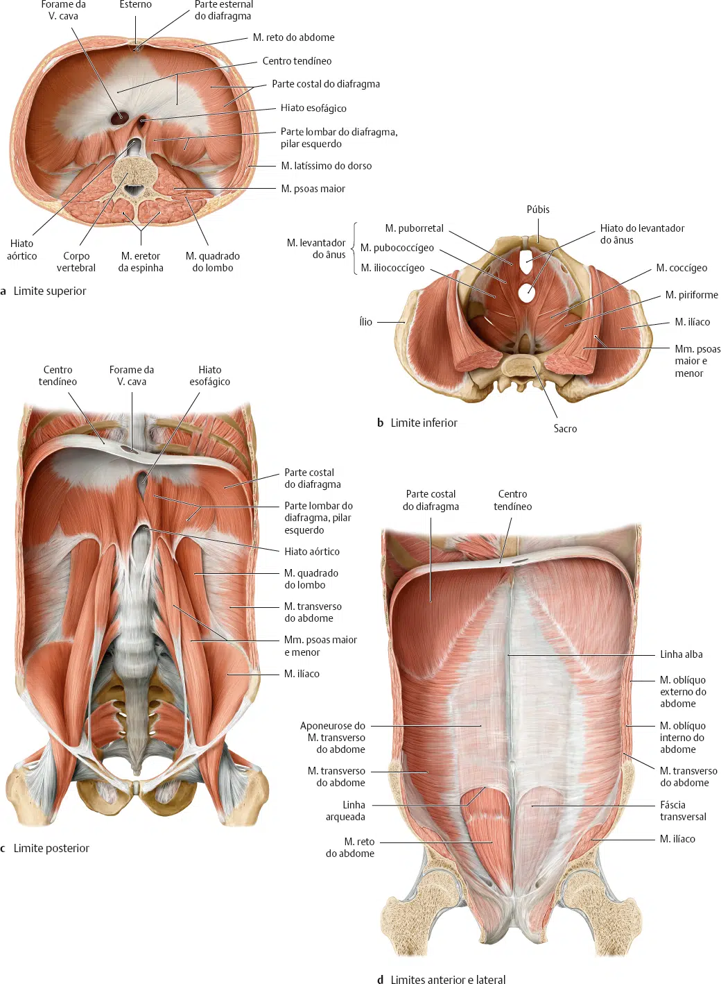 Anatomia Da Cavidade Abdominal Cadaver