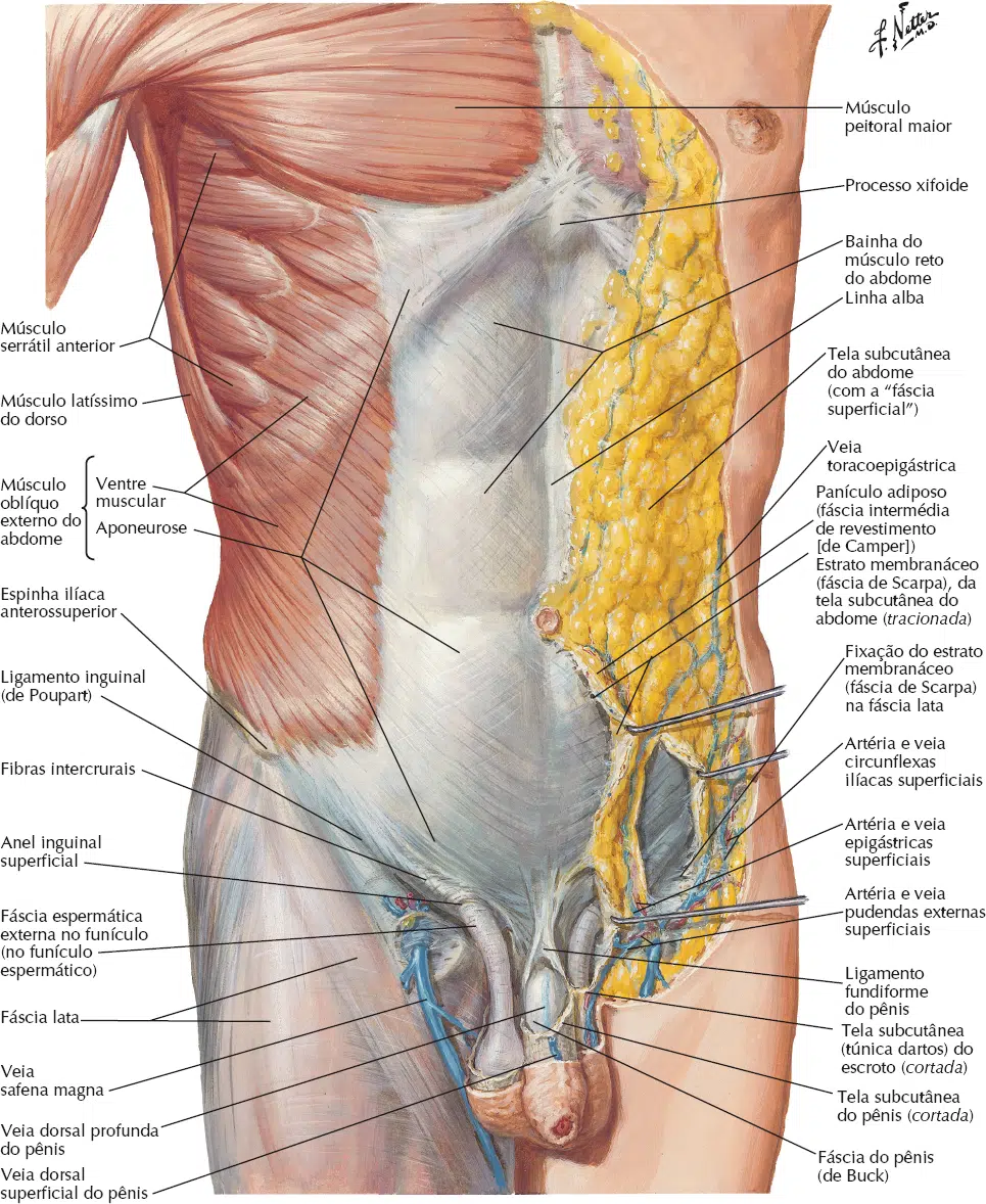 Músculos da parede abdominal – Anatomia papel e caneta, image size:965x1178