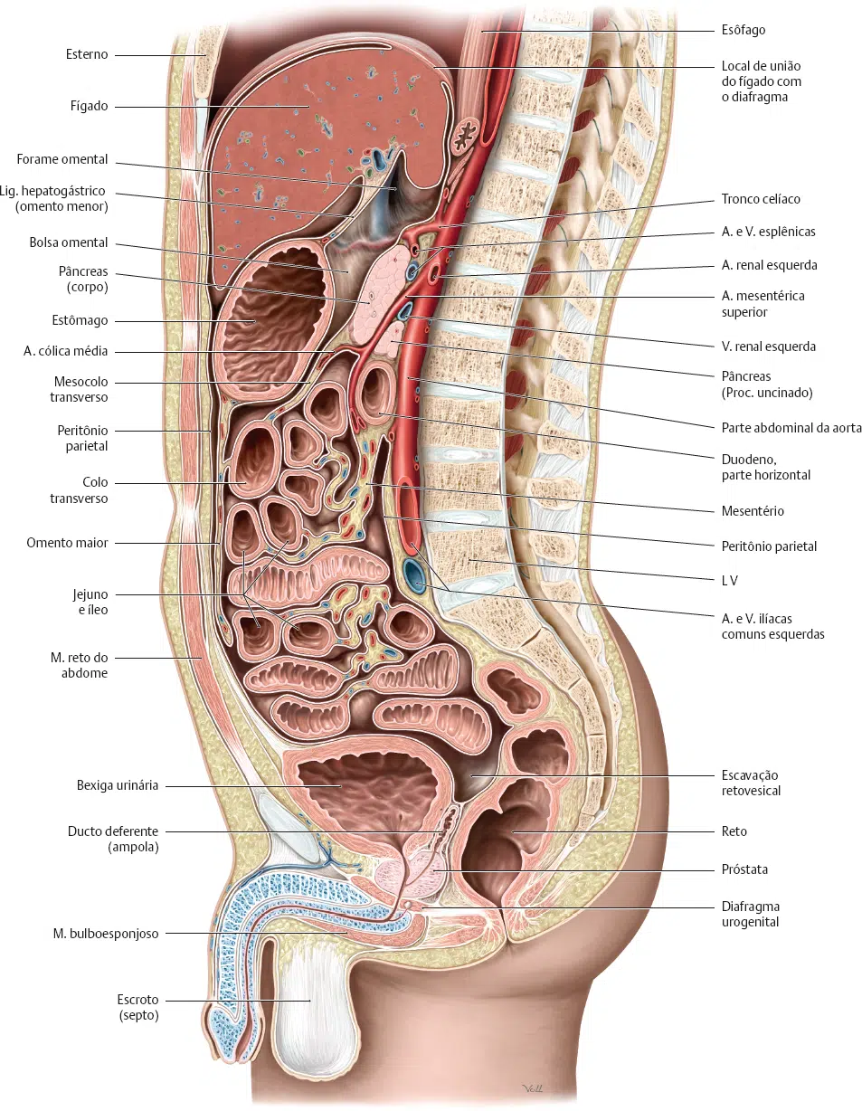 Cavidade abdominal – Anatomia papel e caneta, image size:953x1228