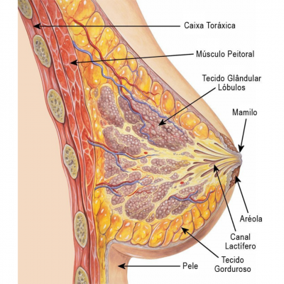 glandula mamária