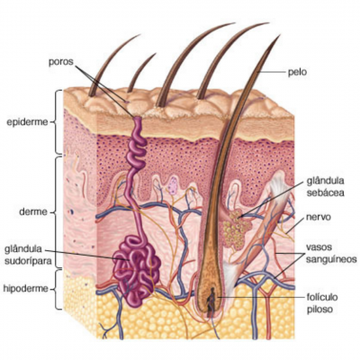 glandulas sebaceas e sudoriparas glandulas sebaceas e sudoriparas