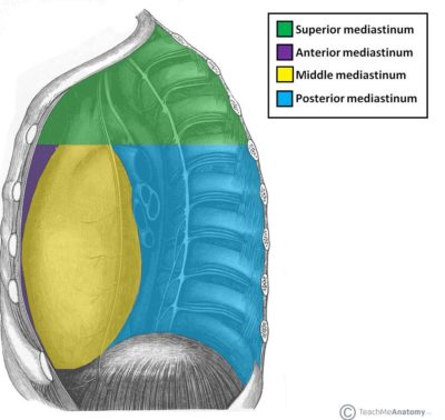 Mediastino Mediastino
