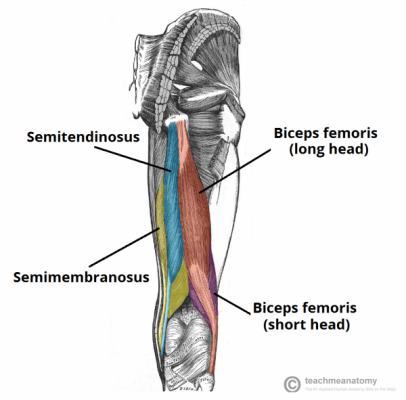 bíceps femoral - semimembranáceo e semitendineo