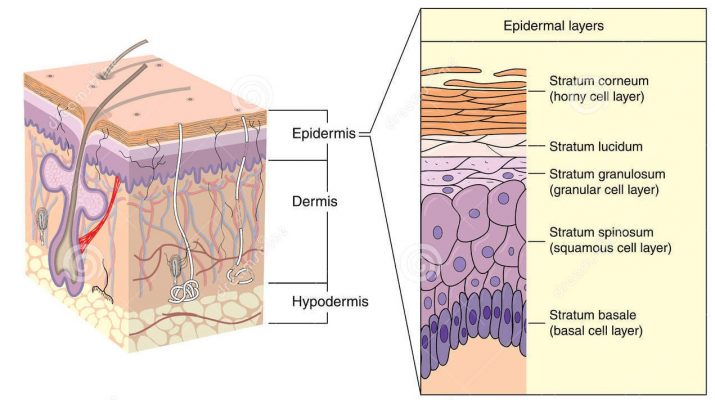 camadas da epiderme