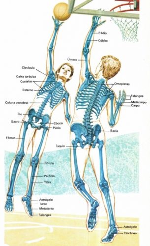 esqueleto-humano