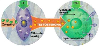 leydig e sertoli 2 leydig e sertoli 2