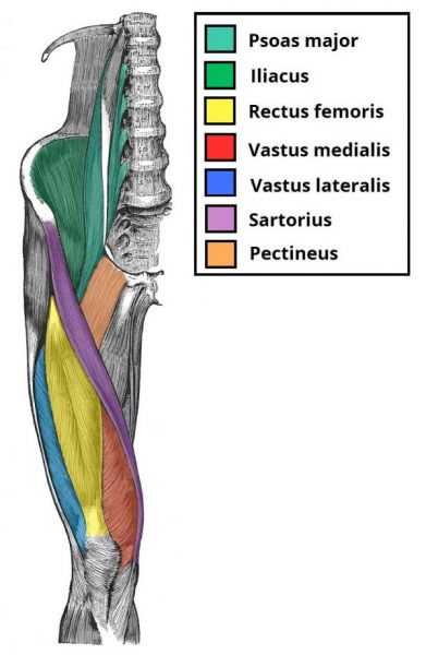 musculos anteriores da coxa - iliopsoas e quadriceps femoral