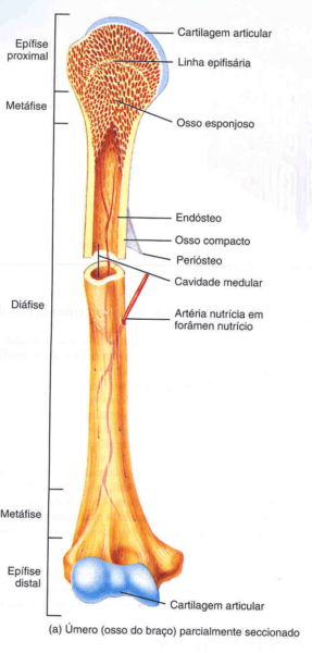 osso longo, medula óssea, linha epifisária osso longo, medula óssea, linha epifisária