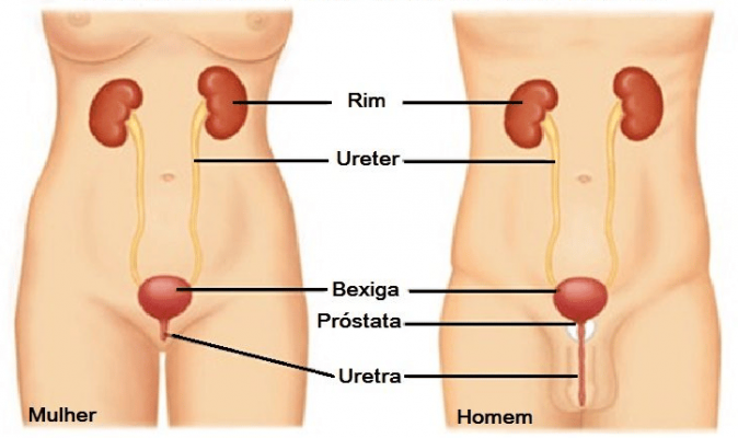 sistema urinario 2