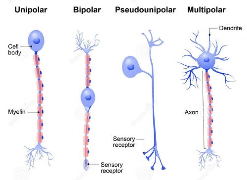tipos de neuronios