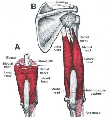 triceps braquial